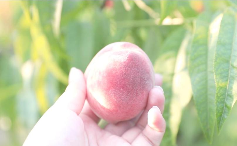 少妇高潮久久久久7777 尤其是少妇已婚女性