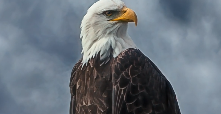 困困狗接吻 总会在某个混沌的困困时刻海报